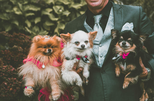 SHOULD DOGS BE AT A WEDDING? THINGS TO CONSIDER